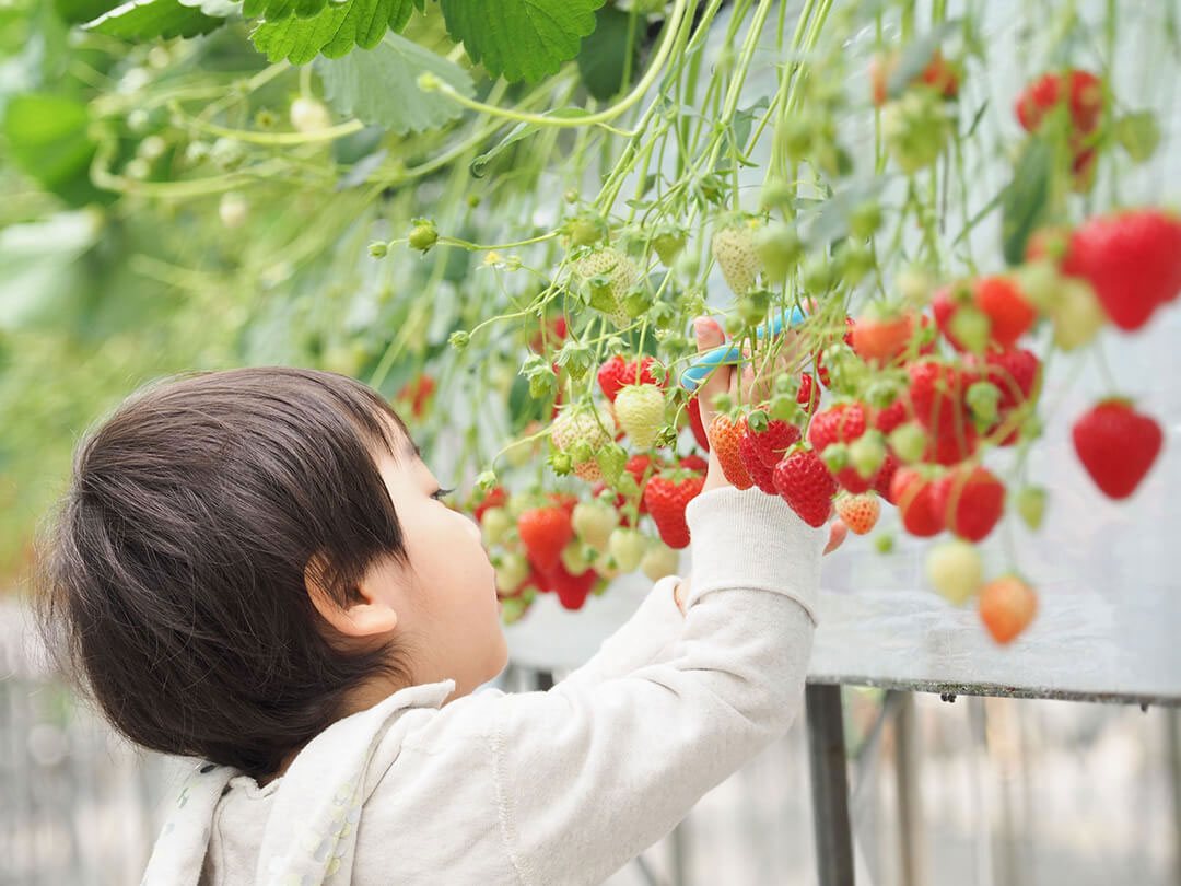 安心できる食材の開発